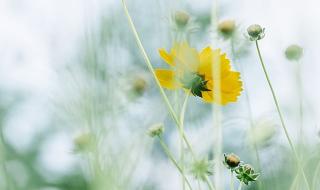 花开半夏结局