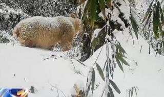 白色大熊猫影像公开